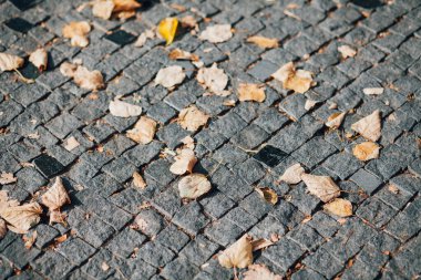 Gündüzleri şık bahçede çeşitli renklerde birbirine yakın köşeler.