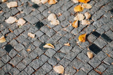 Gündüzleri şık bahçede çeşitli renklerde birbirine yakın köşeler.
