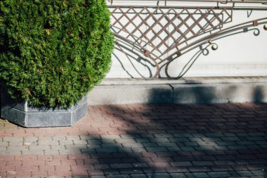 Gündüz vakti yeşil bitkilerle dolu kutular. 