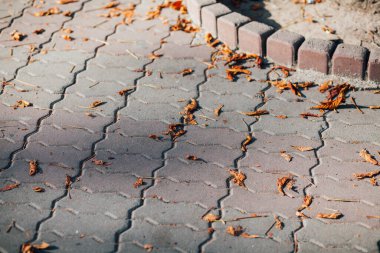 Gündüzleri şık bahçede çeşitli renklerde birbirine yakın köşeler.