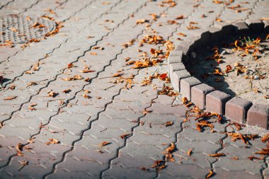 Gündüzleri şık bahçede çeşitli renklerde birbirine yakın köşeler.