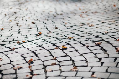 Gündüzleri şık bahçede çeşitli renklerde birbirine yakın köşeler.