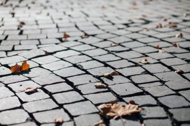 Gündüzleri şık bahçede çeşitli renklerde birbirine yakın köşeler.