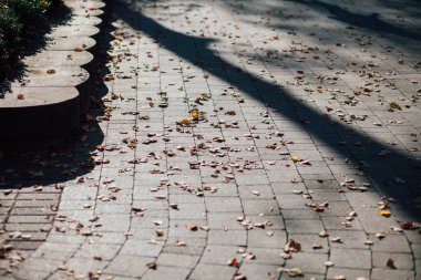 Gündüzleri şık bahçede çeşitli renklerde birbirine yakın köşeler.