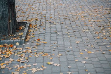 Gündüzleri şık bahçede çeşitli renklerde birbirine yakın köşeler.