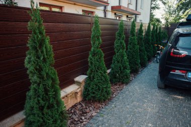 Yeni metal çitli yeşil ladin ağaçları