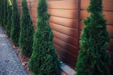 Yeni metal çitli yeşil ladin ağaçları