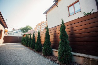 Yeni metal çitli yeşil ladin ağaçları