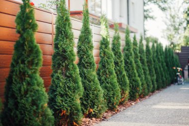 Yeni metal çitli yeşil ladin ağaçları