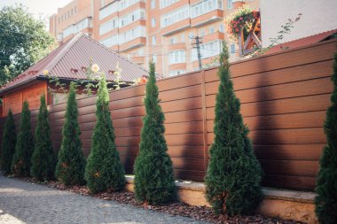 Yeni metal çitli yeşil ladin ağaçları