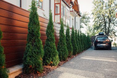 Yeni metal çitli yeşil ladin ağaçları