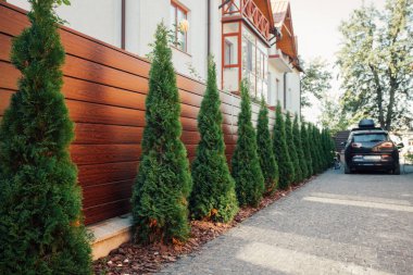 Yeni metal çitli yeşil ladin ağaçları