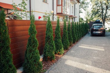 Yeni metal çitli yeşil ladin ağaçları