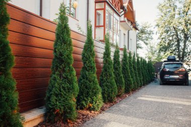 Yeni metal çitli yeşil ladin ağaçları