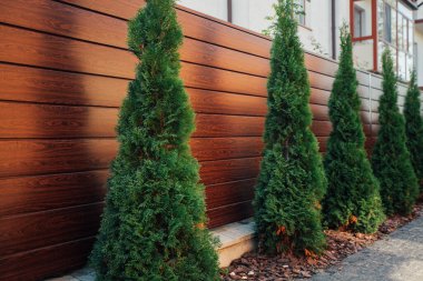 Yeni metal çitli yeşil ladin ağaçları