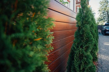 Yeni metal çitli yeşil ladin ağaçları