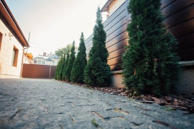 Yeni metal çitli yeşil ladin ağaçları