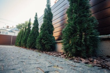 Yeni metal çitli yeşil ladin ağaçları