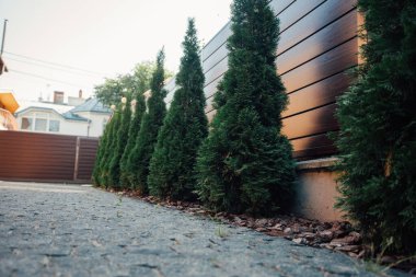 Yeni metal çitli yeşil ladin ağaçları