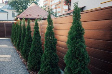 Yeni metal çitli yeşil ladin ağaçları