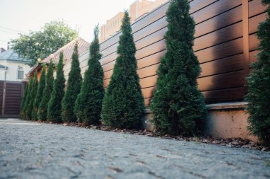 Yeni metal çitli yeşil ladin ağaçları