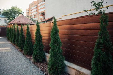 Yeni metal çitli yeşil ladin ağaçları