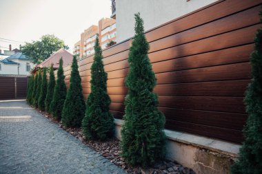 Yeni metal çitli yeşil ladin ağaçları