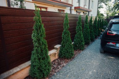 Yeni metal çitli yeşil ladin ağaçları