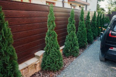 Yeni metal çitli yeşil ladin ağaçları