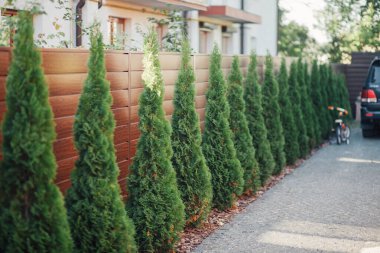 Yeni metal çitli yeşil ladin ağaçları