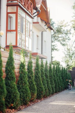 Yeni metal çitli yeşil ladin ağaçları