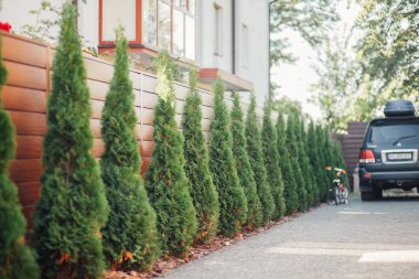 Yeni metal çitli yeşil ladin ağaçları