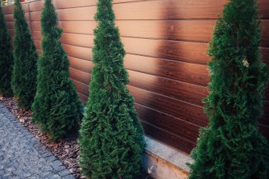 Yeni metal çitli yeşil ladin ağaçları