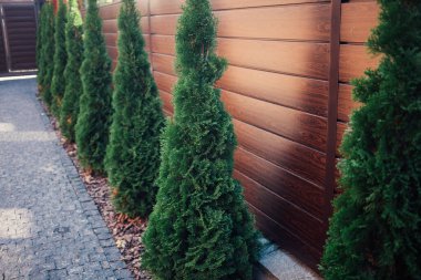 Yeni metal çitli yeşil ladin ağaçları