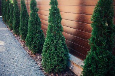 Yeni metal çitli yeşil ladin ağaçları