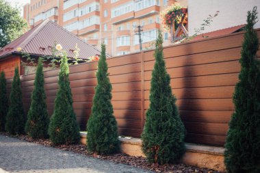 Yeni metal çitli yeşil ladin ağaçları