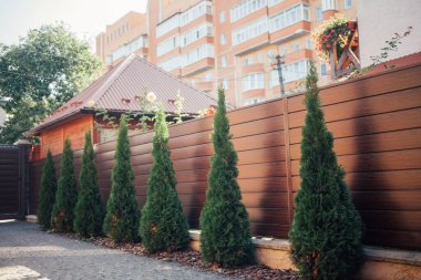 Yeni metal çitli yeşil ladin ağaçları