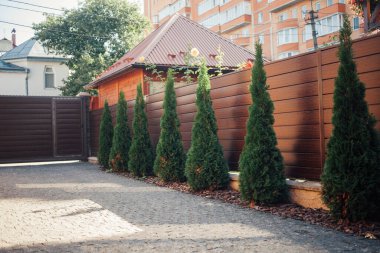 Yeni metal çitli yeşil ladin ağaçları