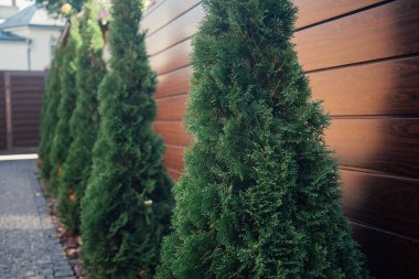 Yeni metal çitli yeşil ladin ağaçları