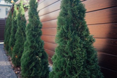 Yeni metal çitli yeşil ladin ağaçları