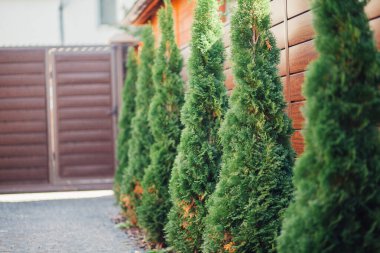 Yeni metal çitli yeşil ladin ağaçları