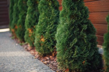 Yeni metal çitli yeşil ladin ağaçları
