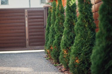 Yeni metal çitli yeşil ladin ağaçları