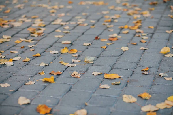 Gündüzleri şık bahçede çeşitli renklerde birbirine yakın köşeler.