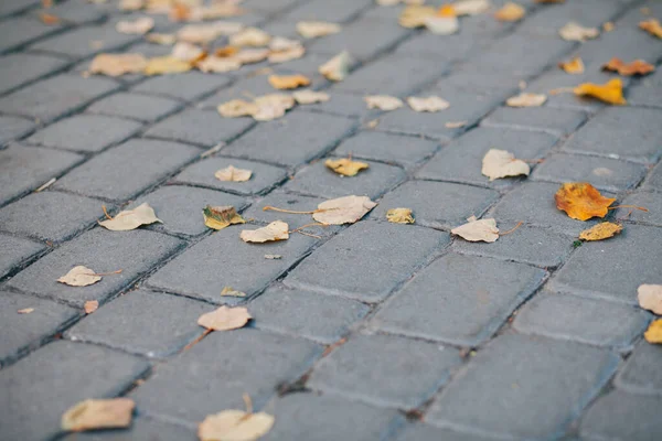 Gündüzleri şık bahçede çeşitli renklerde birbirine yakın köşeler.