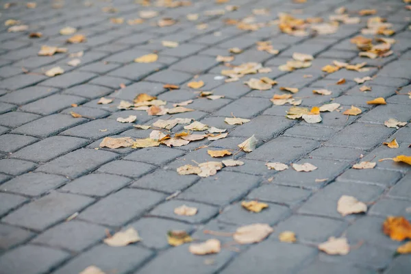 Gündüzleri şık bahçede çeşitli renklerde birbirine yakın köşeler.