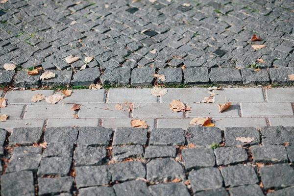 Gündüzleri şık bahçede çeşitli renklerde birbirine yakın köşeler.