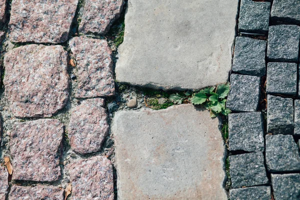 Gündüzleri şık bahçede çeşitli renklerde birbirine yakın köşeler.