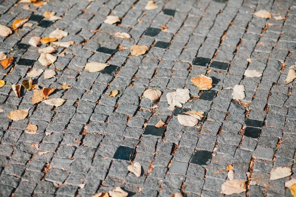 Pavers Aninhados Várias Cores Jardim Chique Durante Dia — Fotografia de Stock