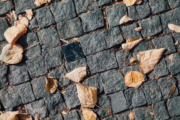 Gündüzleri şık bahçede çeşitli renklerde birbirine yakın köşeler.